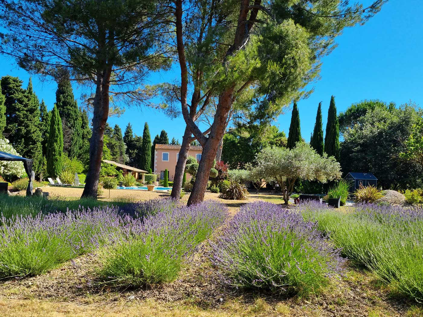 Lavender at the Clos des Cyprès